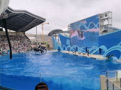 -上海海昌海洋公园