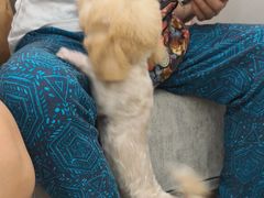 -安安宠医宠物医院·异宠·犬猫内科(岳阳分院)