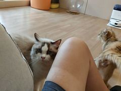 -唐小姐の私宠·宠物洗护美容·撸猫馆·购宠(周浦万达旗舰店)