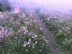 -白草畔自然风景区
