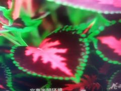 -远洋未来汇