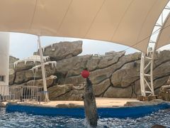 -芜湖新华联大白鲸海洋公园