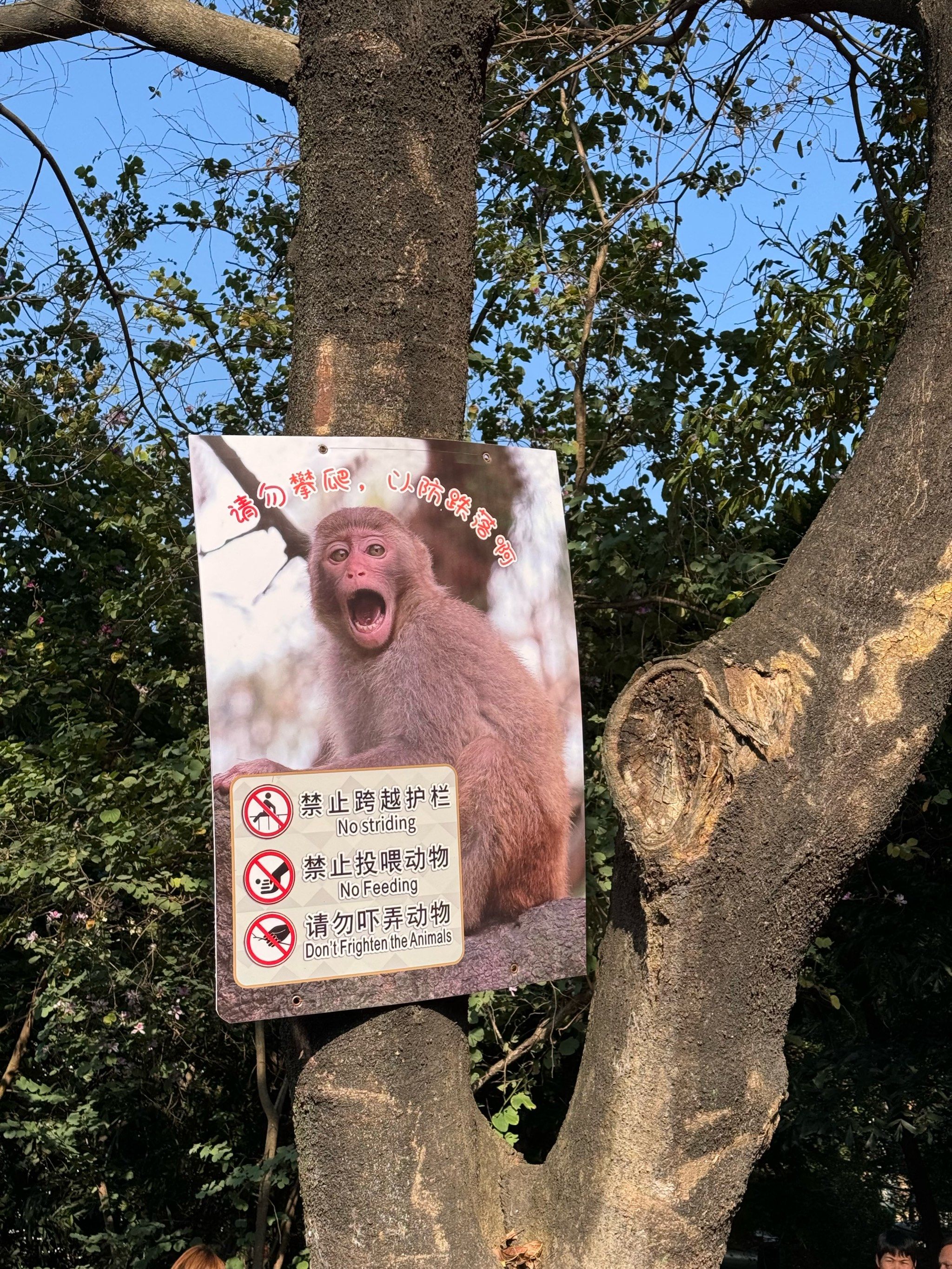 花16块来动物园看到的猴子🐒