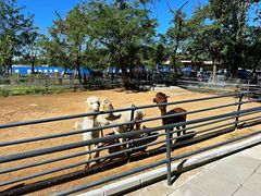 -西霞口神雕山野生动物世界