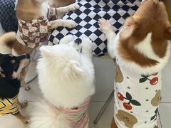 -怪兽屋·羊驼·猫咖·狗咖(俊华广场店)