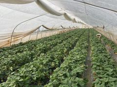 -小鱼草莓采摘园农家乐·小鱼餐厅