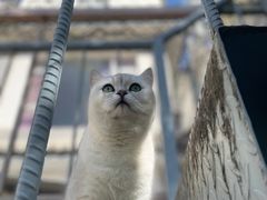 -喵屿·大理花园猫咖