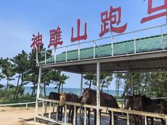 -西霞口神雕山野生动物世界