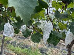 -马陆小张葡萄园农家乐