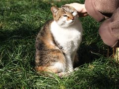 -西园寺