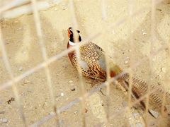 景点-石家庄市动物园