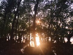 -宝安西湾红树林湿地公园