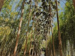 -中国科学院西双版纳热带植物园