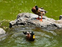 -莲花池公园