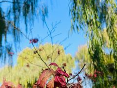 -济南国际园博园