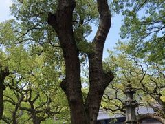 -普陀山风景区-佛顶山