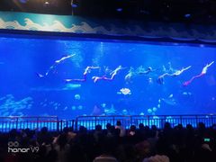 -烟台海昌鲸鲨海洋公园