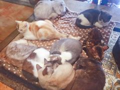 -more than meow吴止猫主题餐厅(承德 中船汇店)