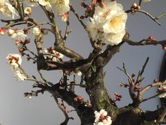 -香雪海