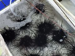 -霞涌市场海鲜摆卖区