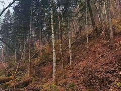 -五营红松林海景区