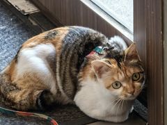 -Again Coffee Roaster(香蜜湖店)