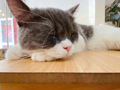 -酷豆宠物咖啡·宠物美食·撸猫馆