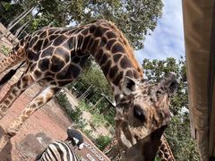 -清迈夜间动物园