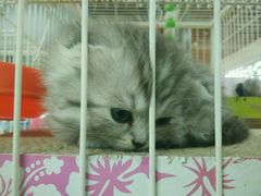 -花鸟鱼古玩市场