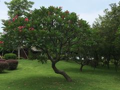 -大湾区中央湿地公园
