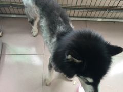 -芭比堂动物医院·24小时·眼科中心(深圳中心)