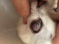 -芭比堂动物医院·犬猫全科·异宠专科(雁塔分院)