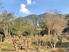-深圳仙湖植物园