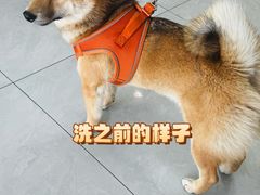 -中农大我爱我爱动物医院·核磁CT·猫病·24小时夜诊中心(石佛营店)