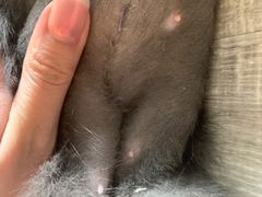 -美联众合动物医院·24h转诊中心