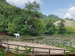 -野象谷景区