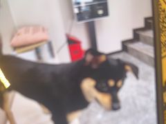 -爱诺耐芙动物医院(万博店)