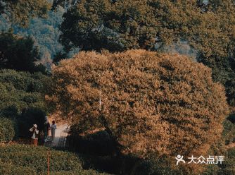 杭州今年的最后一波桂花️