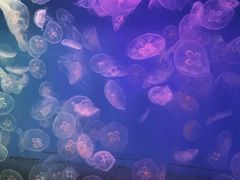 -左海海底世界