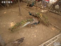 -罔极寺