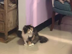 -70cat德文卷毛猫·缅因猫纯种猫舍