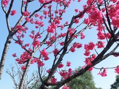 -金鸡山公园