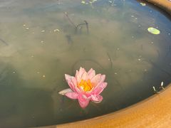 -东平国家森林公园
