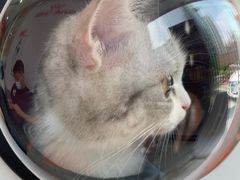 -创凡宠物医院·骨专科  猫科中心(西乡分院)