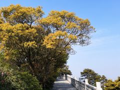 -梧桐山风景名胜区