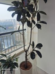 -HEYAN荷妍专业脱毛连锁机构