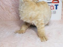 -十年猫舍·猫咪专门店(普陀店)