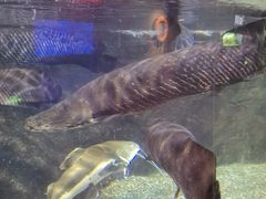 -太平洋海底世界