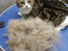 -PETKIT小佩宠物·低压洗护(国顺东路店)