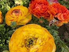 -古柏渡飞黄旅游区